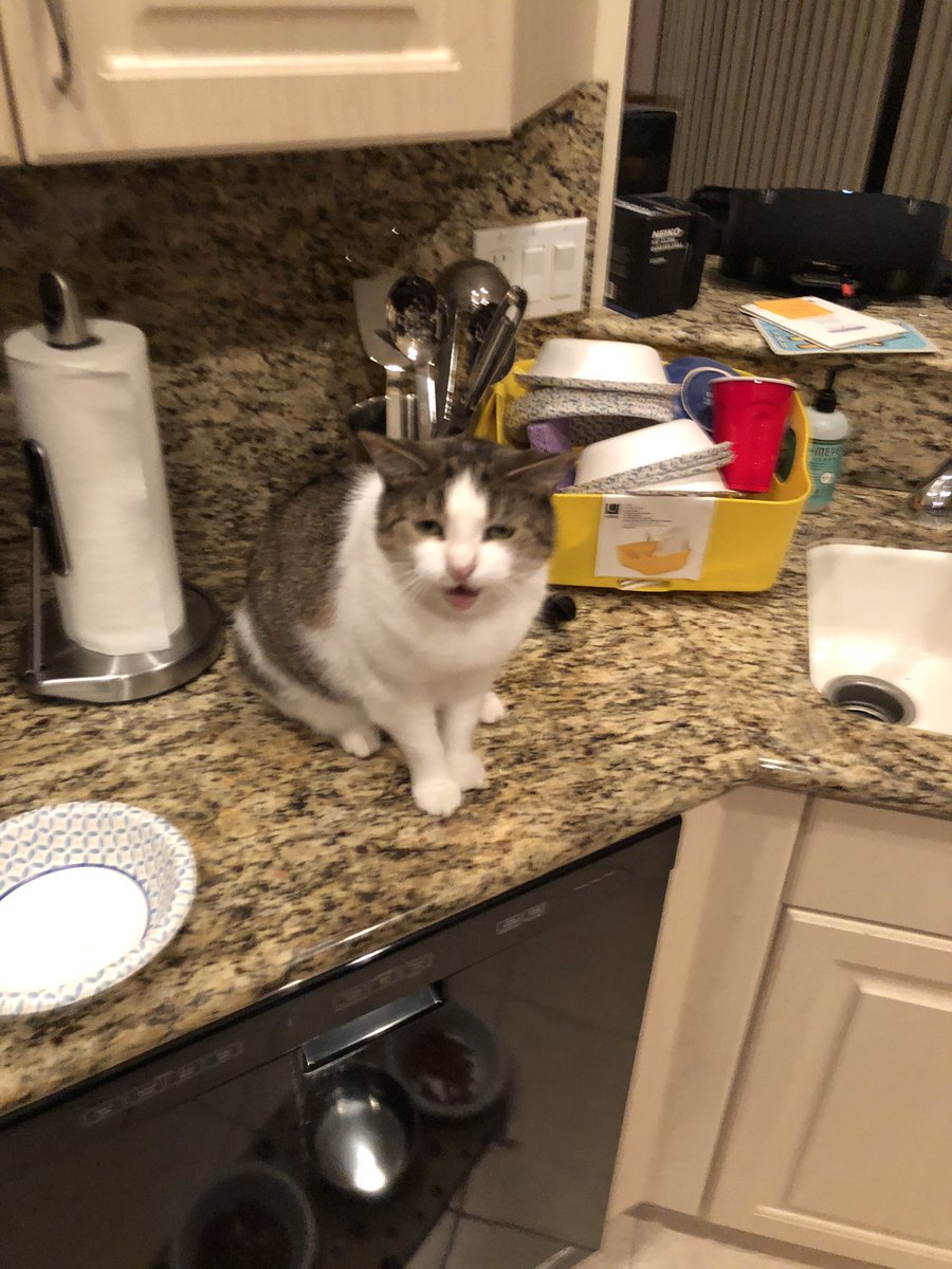 HelenDomestic's tweet photo. The human just opened the regular monthly delivery -- a crate with 24 cans of my favorite wet catfood.  I am chirping and miaowing. https://t.co/sKFoW19U8c