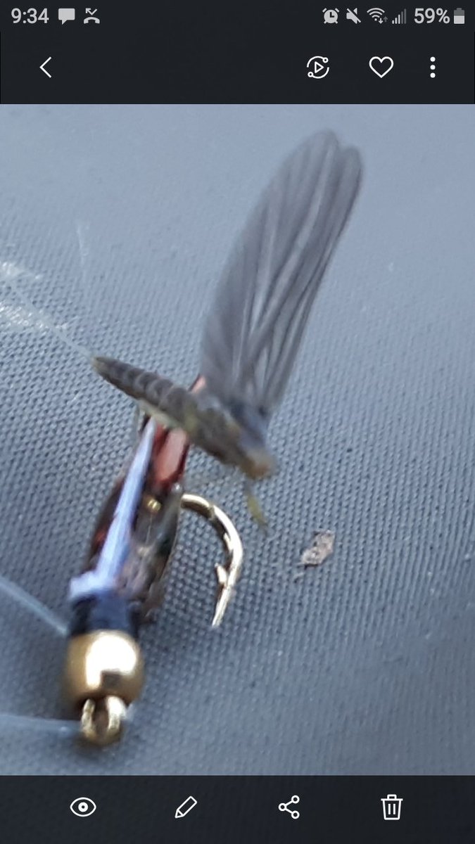FlyUnfiltered's tweet image. Czech nymphing day. One beautiful brookie and one 18ish brown.
