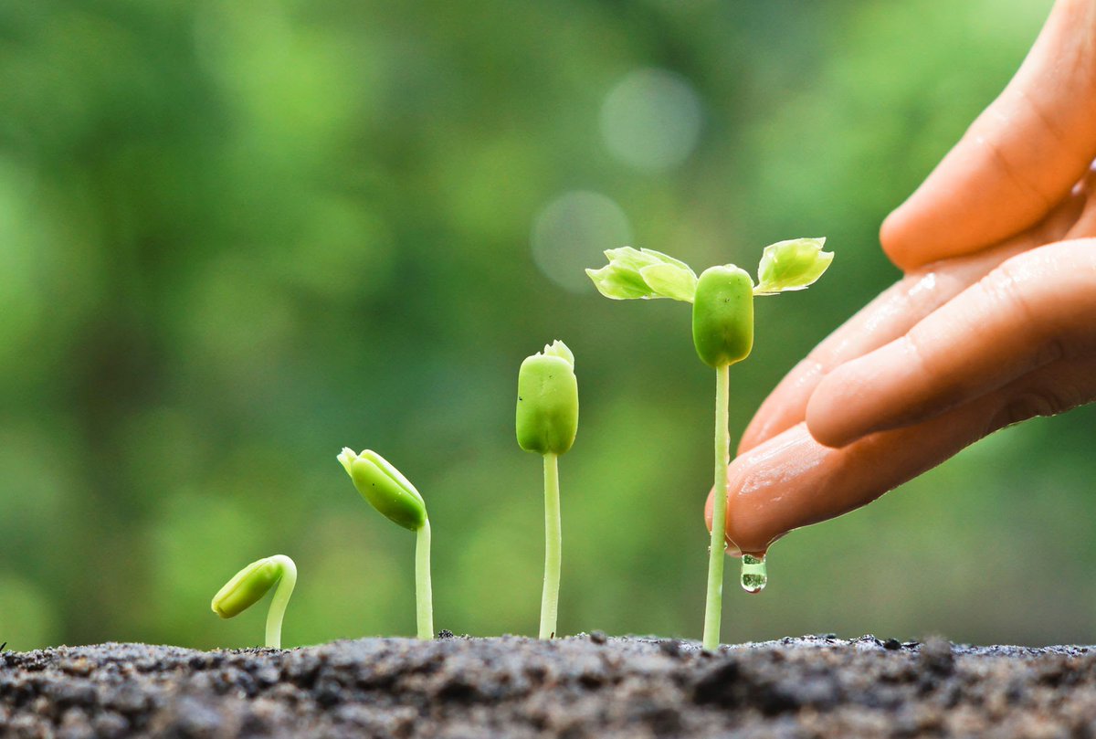 ricardom6007's tweet image. Came across this great quote from Robert Louis Stevenson today and wanted to share. “Don’t judge each day by the harvest you reap but by the seeds that you plant.”  #Leadership #AssociateDevelopment @BacklinLisa @wjackblair @danzo43 @Cedric24316601 @TheGroveDFC