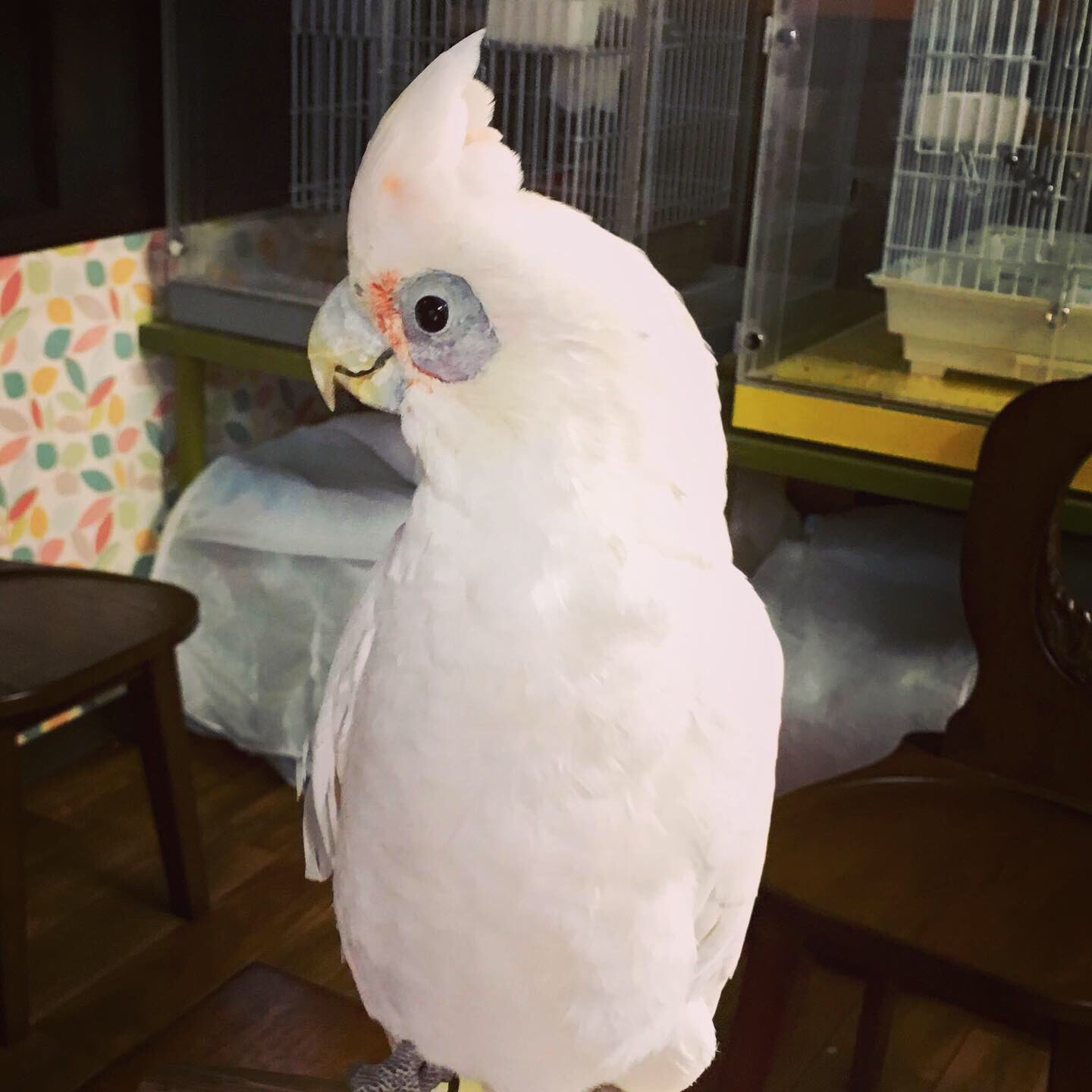 オウムのカフェ Freak 定休日の オウムカフェ ご予約いただきました アカビタイムジオウム バンザイ が上手で 人気がありました これで当店の 万歳オウム はカルテット トリオになりました 鳥カフェ インコカフェ オウム