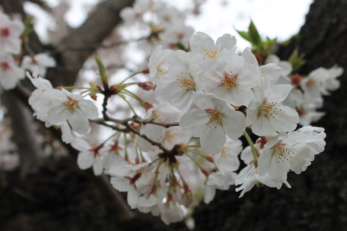 向島百花園 百花園の春のお花たち は 今朝の桜たちを紹介します １枚目は 大島桜 オオシマザクラ 特徴はお花と同じ時期に出てくる新葉 じーっと見ていると 桜餅が食べたくなってくるのが不思議です ２枚目は 染井吉野 ソメイヨシノ です