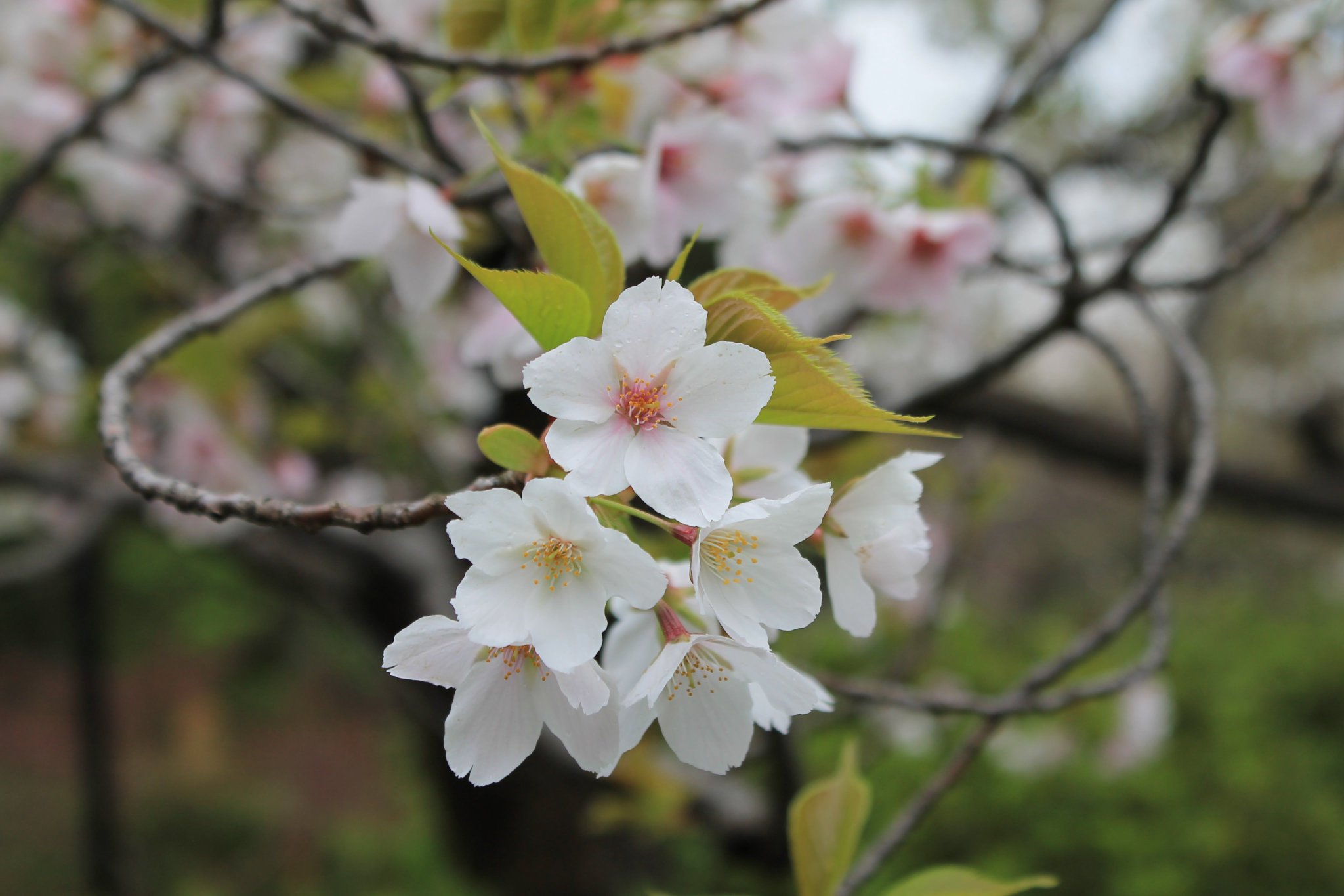 向島百花園 百花園の春のお花たち は 今朝の桜たちを紹介します 1枚目は 大島桜 オオシマザクラ 特徴はお花と同じ時期に出てくる新葉 じーっと見ていると 桜餅が食べたくなってくるのが不思議です 2枚目は 染井吉野 ソメイヨシノ です 向島百花園 百花園の春のお花たち は 今朝の桜たちを紹介します 1枚目は 大島桜 オオシマザクラ 特徴はお花と同じ時期に出てくる新葉 じーっと見ていると 桜餅が食べたくなってくるのが不思議です 2枚目は 染井吉野 ソメイヨシノ です