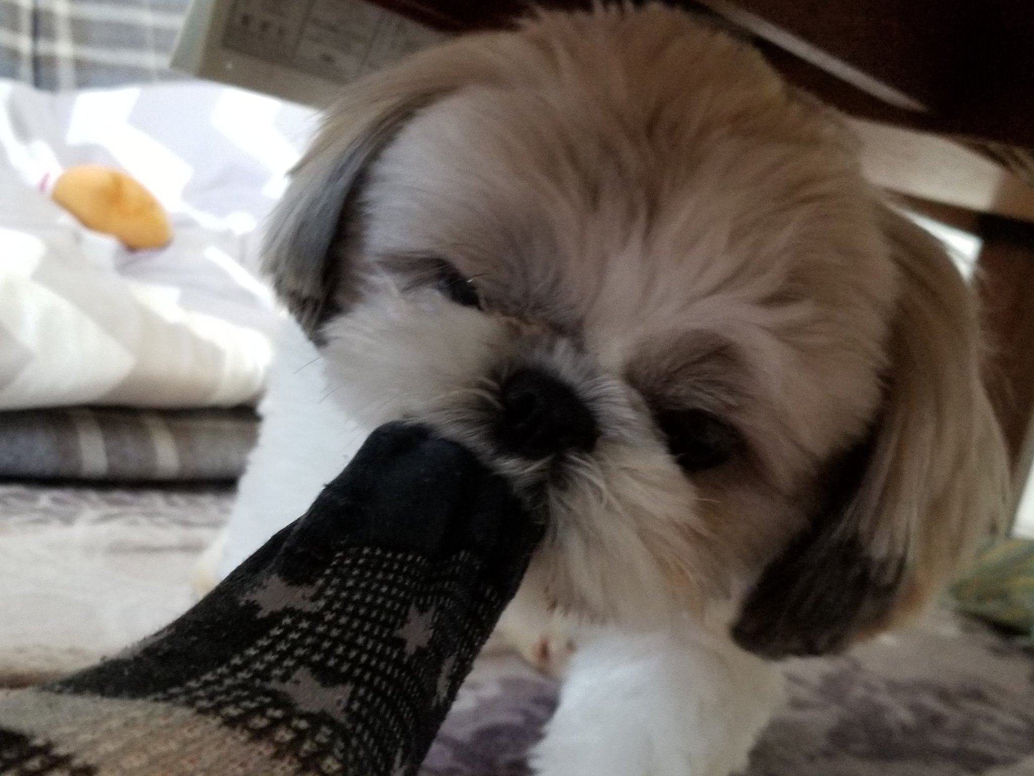 ゴルゴ シーズー犬 靴下追い剥ぎ犬 参上 足の指を噛むのだけは やめて シーズー シーズー犬 T Co Uuthphbm2d Twitter
