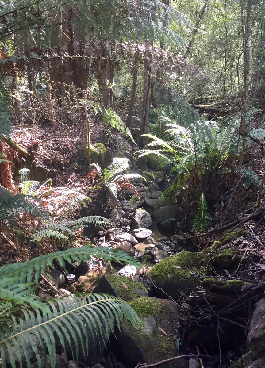 Wilde_writer's tweet photo. An update from Tasmania: like most people in these troubling times, I’ve experienced some Corona complications. The short version is my Kingston Beach accommodation fell through, but luckily I’ve found a wonderful fill-in arrangement; bye bye beach, hello mountain! https://t.co/R3WeAARTNQ