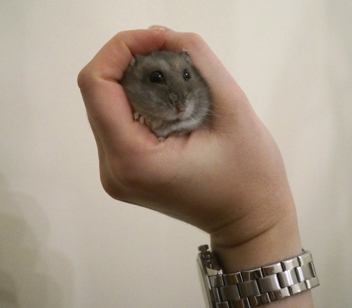 HamSesame's tweet photo. GOOD EVENING I LOVE SPENDING TIME WITH U

#hamster #hamsters #cuteanimals #PETSATHOME #smallpets #dwarfhamster #round https://t.co/kDyrrwkgGj