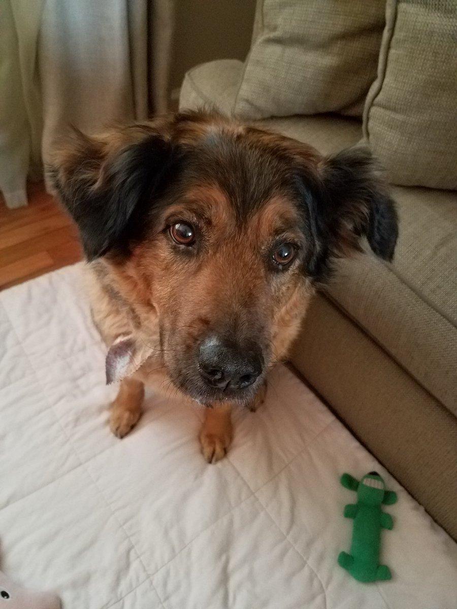 ALawRadio's tweet photo. I got a bath and Mom says I smell pretty again! She's also giving me treats so I'll pose for pictures🤩💖 https://t.co/D6Qz3AK8tB