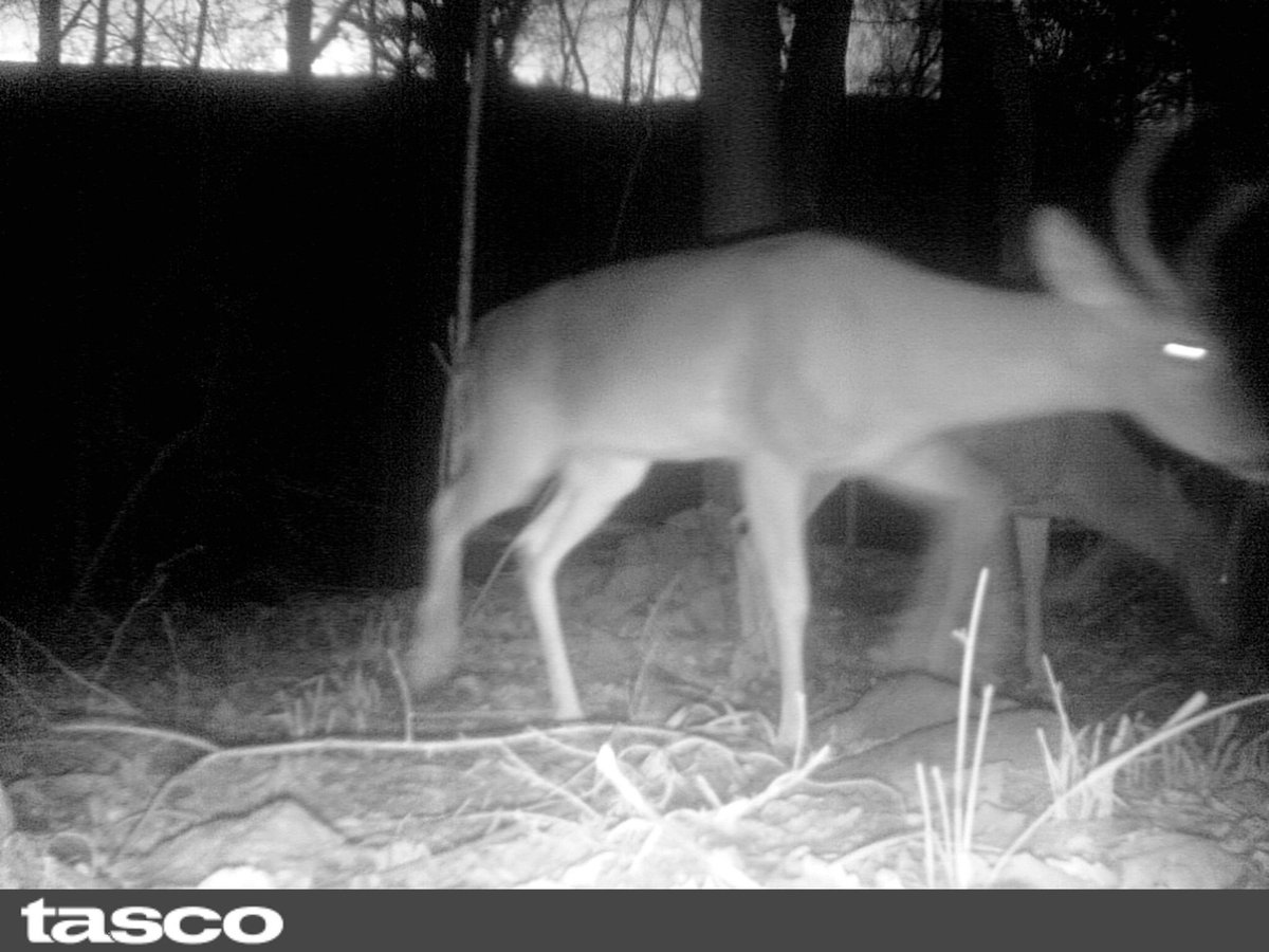 krisfrombama_xx's tweet photo. #Bucks are back to #bachelorgroups at the Mountain Ridge property starting to shed their antlers this past week. #deerhunting #deer #whitetails #bowhunter https://t.co/yIb8scQBTH