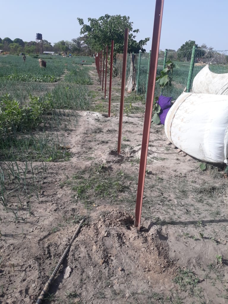 GambiaRedCross's tweet photo. As we strengthen our efforts in ending #coronavirus, Business Continuity is key in the agenda of @GambiaRedCross. We continue providing fencing of our livelihood gardens in #Kaing West. Thanks @CruzRojaEsp, @EUinTheGambia and #CantabriaSpain for the support
@IFRCAfrica
@ICRC https://t.co/FPKvecBeQf
