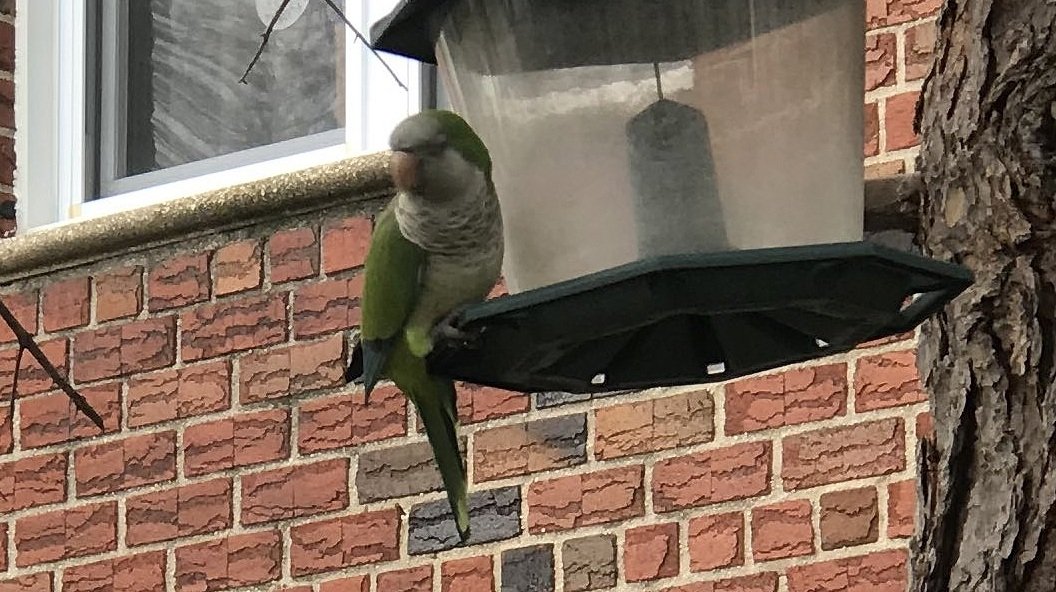 Queens and L.I. Bird Alert on Twitter "One of many MONK PARAKEETS seen today in Astoria, Queens