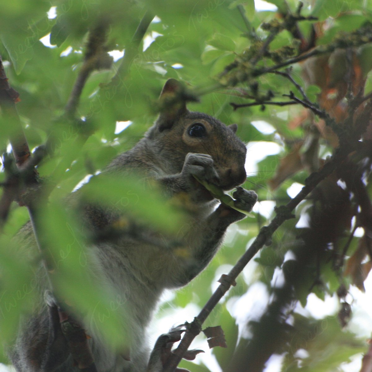 tweedleleaf's tweet photo. Nutty ...... #wildlifephotography #wild #squirrel #colchester #ncs #greysquirrel #caught #canon #frozen #ohnuts #nature #naturephotography #castlepark #photography #photographer #nikon #photogram #travel #nature #naturephotography https://t.co/1HBNhUTGki