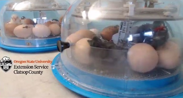 Clatsop4H's tweet photo. 24hr Liveststream hatching baby chicks!  #OSU #Chickcam Its what we all need in this world  https://t.co/WRQvduIsyR https://t.co/ItMKet1Y4D