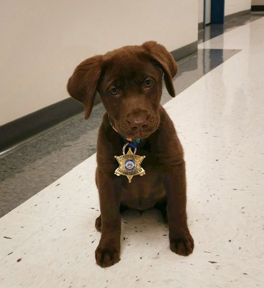 ESPNCoastal's tweet photo. Our #ESPNShopDog Fotina’s baby girl Lexi is the newest deputy with the @ChathamSheriff’s Department! 👮🏻‍♀️ https://t.co/1Wyiso73dv