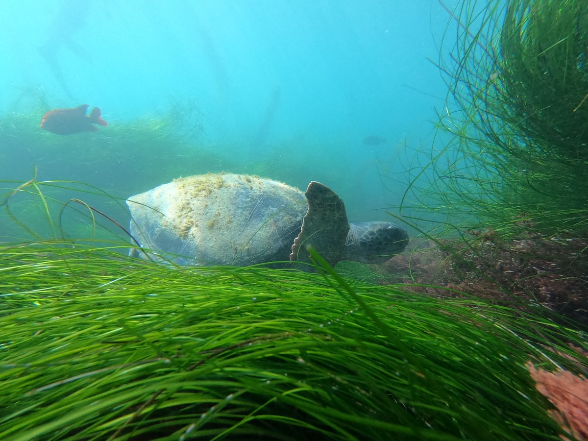 Green sea turtles are found in subtropical and tropical seas worldwide. These large, endangered creatures have even been spotted in San Diego Bay and off  #LaJolla (shown here). An average adult reaches 3-4 feet in length and weighs 300-350 pounds!  #CreatureFeature  #GreenSeaTurtle