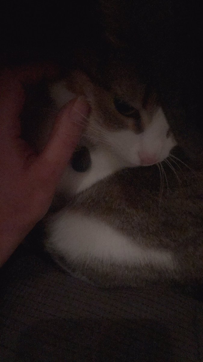 Vreemde poes in huis ontdekt heeft