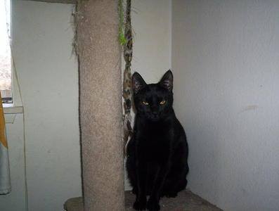 i with a very heavy heart got to say good bye to my best friend in the world ...sadly she past away today ..she was 18 yrs old .. and the best cat ever ... she got me through some really hard times in my life ... and she will be greatly missed ever day