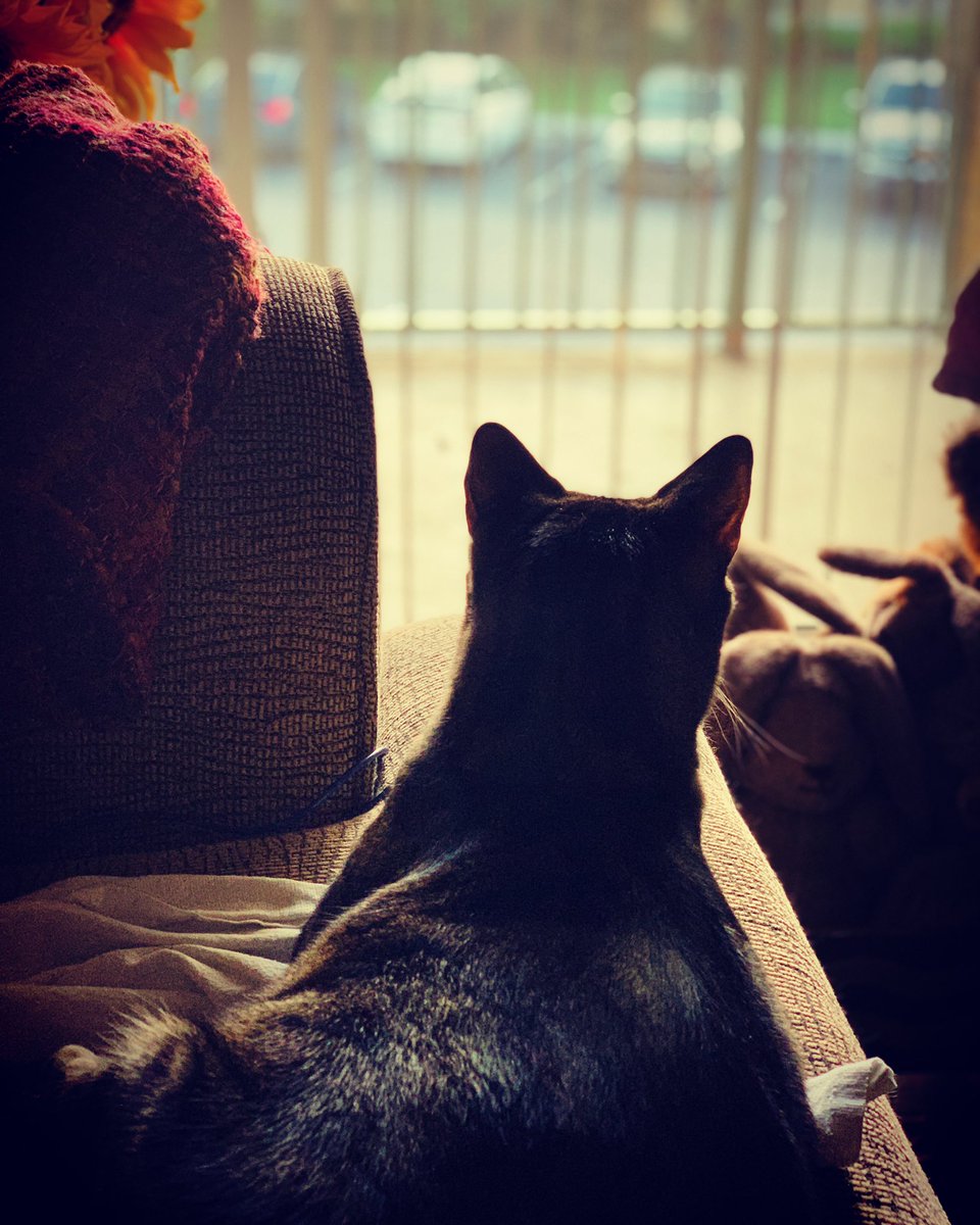 twinthingone's tweet photo. On today’s episode...same shit, different day. #ItsASlickLife #YardTv #BestFurFriends #CatsOfTwitter #CatsShelteringinPlace #PeaceandPaws https://t.co/ma6njOwmuu