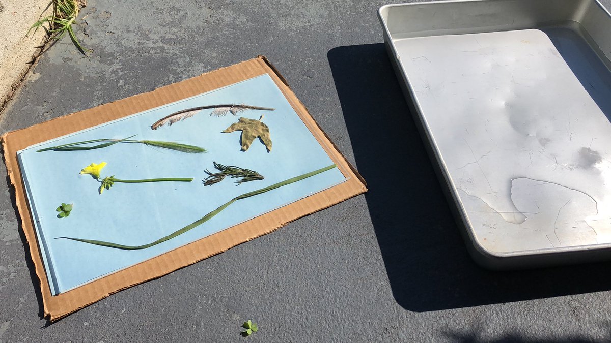 stephmarlett's tweet photo. Idea #21 - Sun Prints https://t.co/fGGw82T9Ig