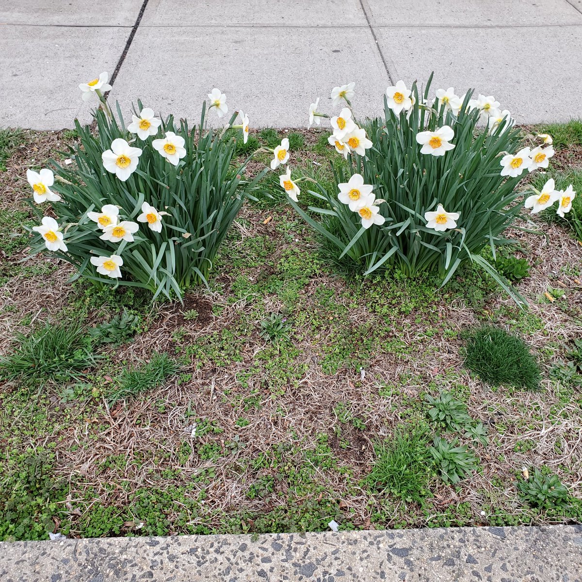 KathyRebuilds's tweet photo. Finally, a sign of Spring. https://t.co/aucnL907KP