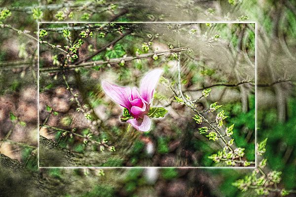 Jane Magnolia Pink Flower by Sharon Popek buff.ly/2QV1Of7 #flowerpower #springishere #flowerart #flowerprints #artphotography