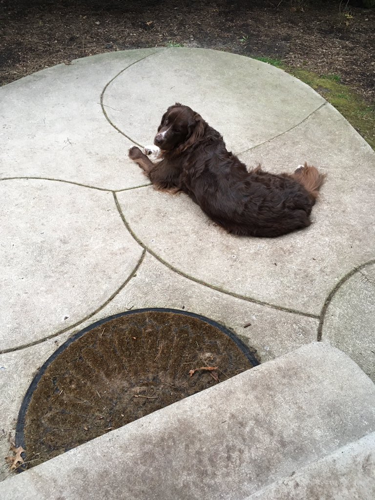 Violet_theNewfy's tweet photo. #PhotoChallenge2020March 
Day 30 A walk in the park 
Erm, how about a lie-in on the patio instead #SocialDistancing 💜 https://t.co/JR71sdgbjt