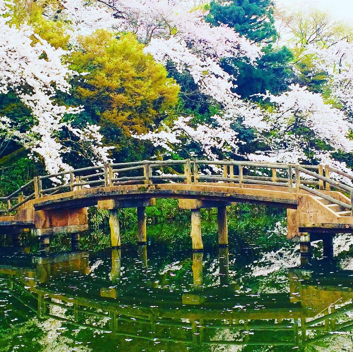 TheNomadelle's tweet photo. Hanami is the traditional custom of “flower viewing” cherry trees which blossom all over Japan from the end of March to early May ⛩🌸🌸🌸
#Nomadelle #DigitalNomad #WorldTravel #aYearOff #YearOff #GapYear #japan #hanami #toyama #travelgram #cherryblossoms #travel #traveldiaries https://t.co/IdQWE2FwxO
