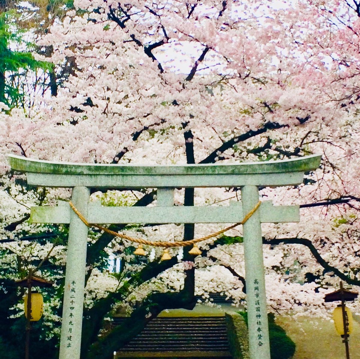 TheNomadelle's tweet photo. Hanami is the traditional custom of “flower viewing” cherry trees which blossom all over Japan from the end of March to early May ⛩🌸🌸🌸
#Nomadelle #DigitalNomad #WorldTravel #aYearOff #YearOff #GapYear #japan #hanami #toyama #travelgram #cherryblossoms #travel #traveldiaries https://t.co/IdQWE2FwxO