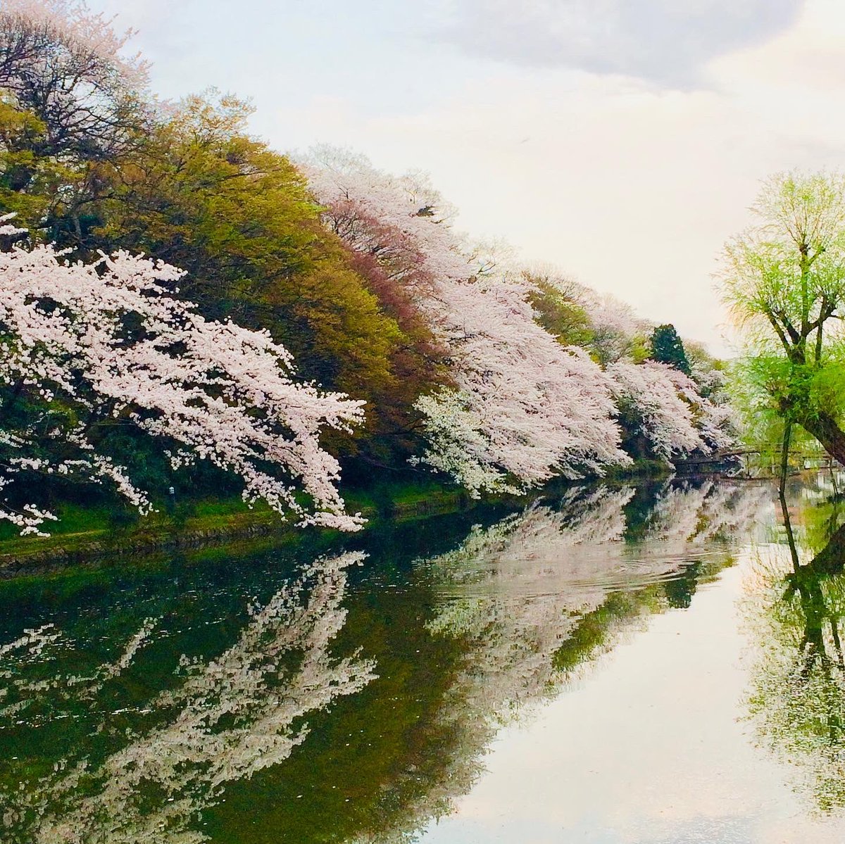 TheNomadelle's tweet photo. Hanami is the traditional custom of “flower viewing” cherry trees which blossom all over Japan from the end of March to early May ⛩🌸🌸🌸
#Nomadelle #DigitalNomad #WorldTravel #aYearOff #YearOff #GapYear #japan #hanami #toyama #travelgram #cherryblossoms #travel #traveldiaries https://t.co/IdQWE2FwxO