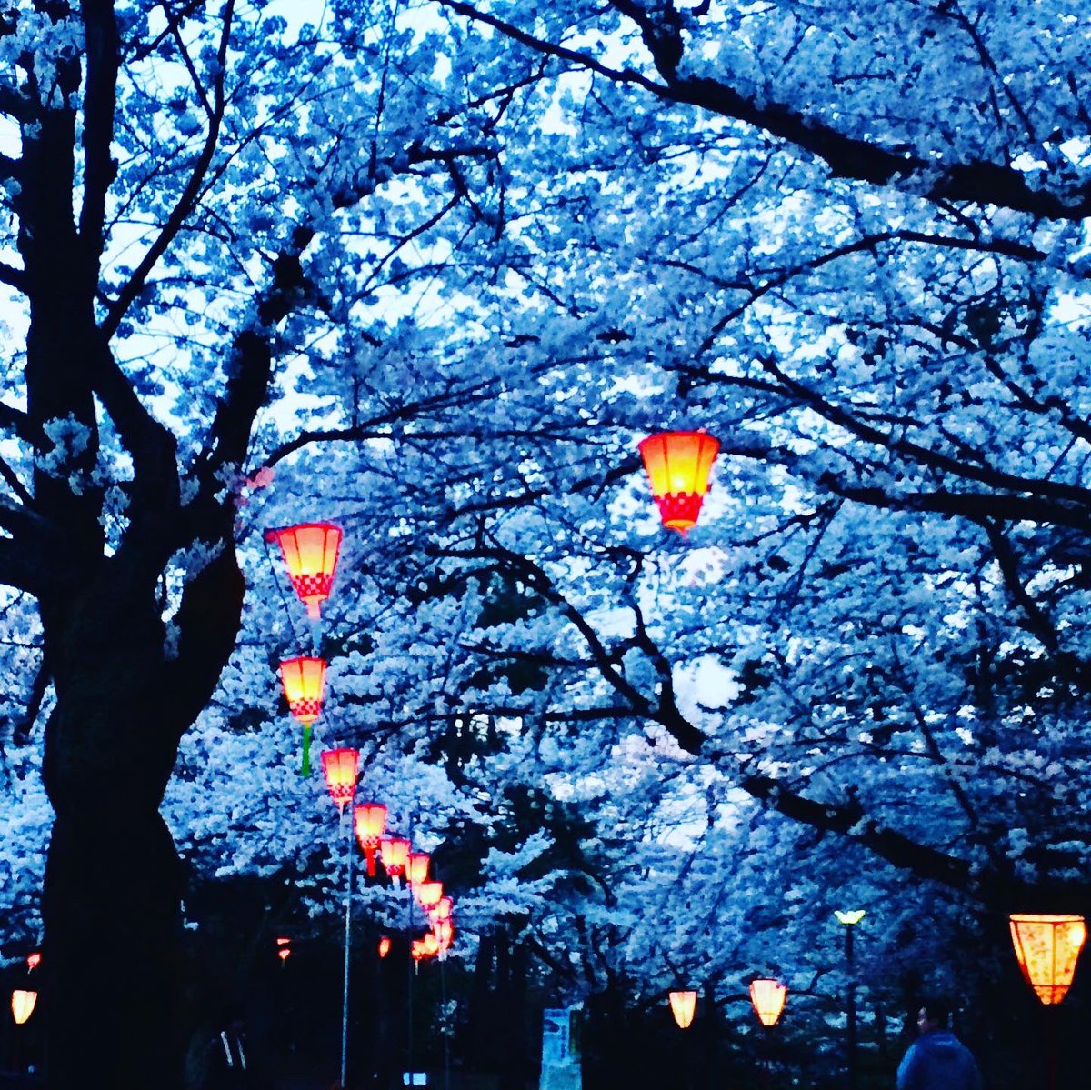 TheNomadelle's tweet photo. Hanami is the traditional custom of “flower viewing” cherry trees which blossom all over Japan from the end of March to early May ⛩🌸🌸🌸
#Nomadelle #DigitalNomad #WorldTravel #aYearOff #YearOff #GapYear #japan #hanami #toyama #travelgram #cherryblossoms #travel #traveldiaries https://t.co/IdQWE2FwxO
