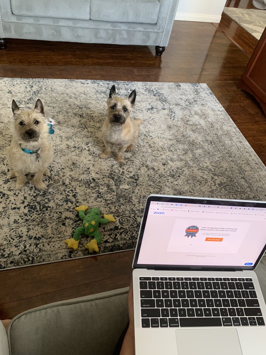 lillyrosenberg1's tweet photo. My cute new coworkers wondering why I canโt play! Time to work boys, playtime will have to wait! ๐ฅ๐ #KCSOSproud #KCSOSComesTogether https://t.co/pjXJbzGNyY