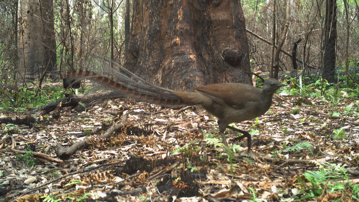 Bronwyn Fancourt tweet media