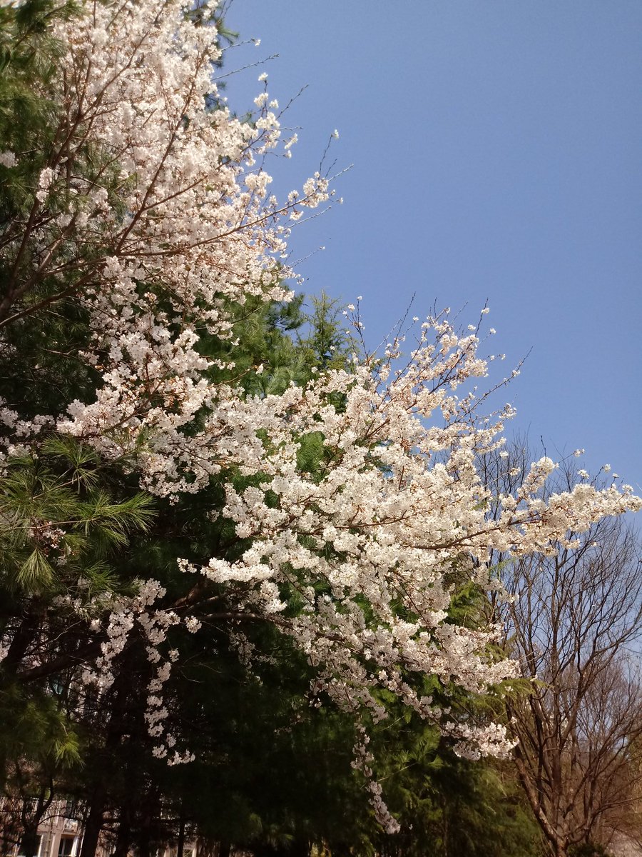 oops1945's tweet image. 만나는 모든 사람에게서 
무엇인가를 배울 수 있는 사람이 
이 세상에서 가장 현명하다. 
 
- 탈무드 -