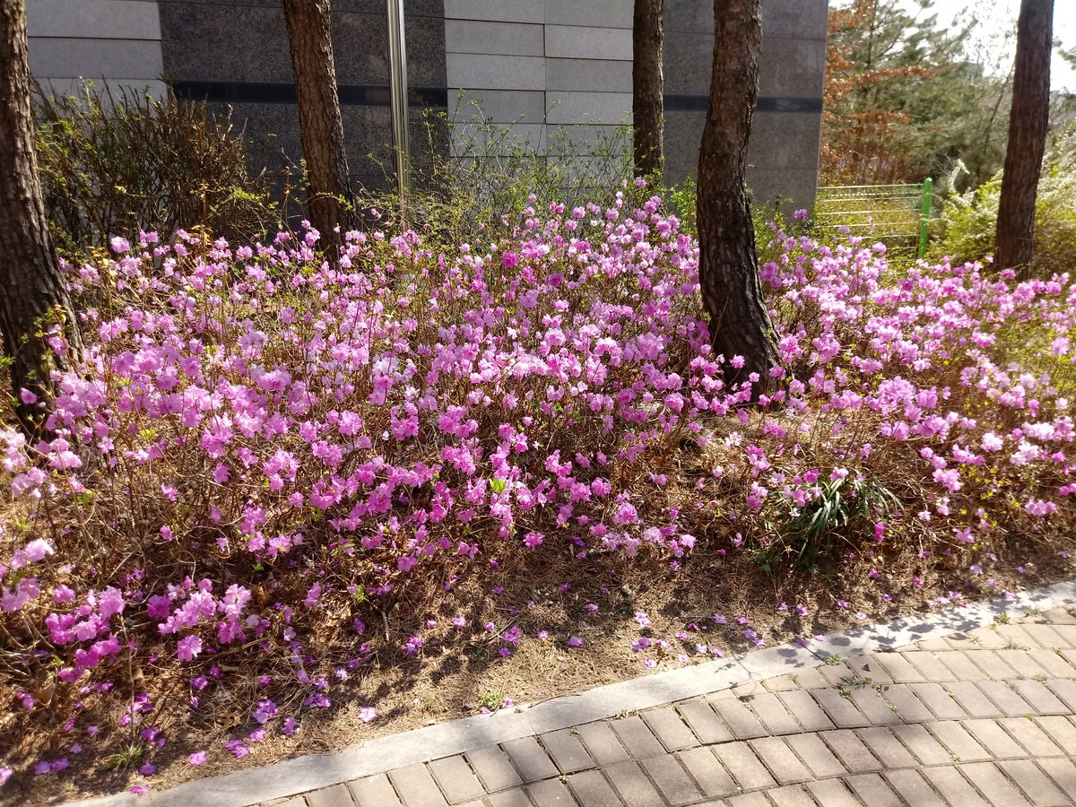 oops1945's tweet image. 만나는 모든 사람에게서 
무엇인가를 배울 수 있는 사람이 
이 세상에서 가장 현명하다. 
 
- 탈무드 -