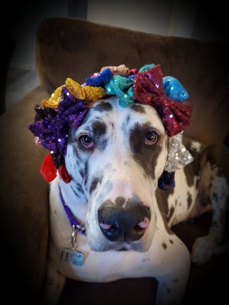 PrincessPumbaa tweet media