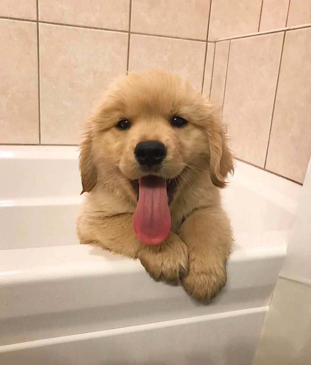 Cotilleos_US's tweet photo. (#AdminUS)
Espero que estéis llevando lo mejor posible la cuarentena. Se que es duro, agobiante y a muchos os da ansiedad.
Os dejo aquí unas fotos para alegraos aunque sean 5 segundos.
Buenas noches ♥️ https://t.co/4cjbhZn3Hh