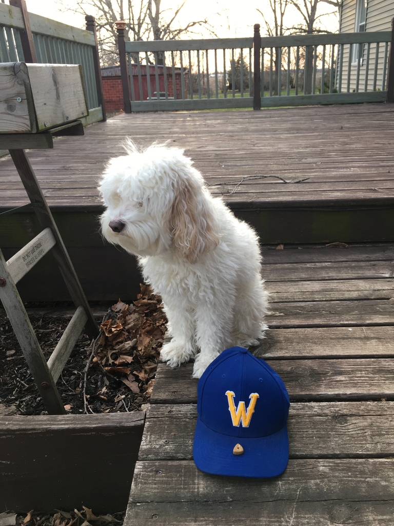 CsdWapello's tweet photo. Spielbauers teaching Tucker how to practice #socialdistancing #westayhomefor #wearewapello https://t.co/DSNH0c6XGA