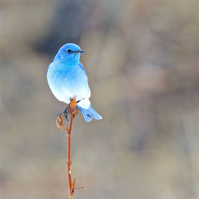 幸せの青い鳥ってほんとうにいた マウンテン ブルーバードが名前以上に青くてキレイなので見ていってください Togetter