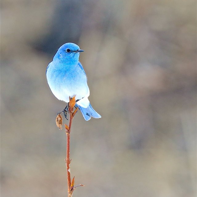 幸せの青い鳥ってほんとうにいた マウンテン ブルーバードが名前以上