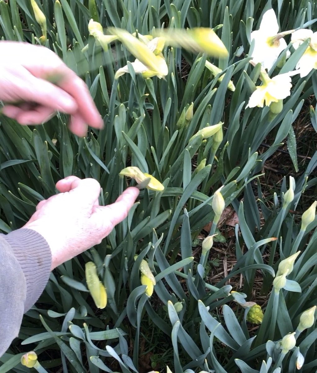 This week, we have begun to challenge agriculture students to share a skill they have learned via their SAE or research a business for future career aspirations.  I started off by demonstrating an AFNR standard in harvesting a flower crop - daffodils. #pmag