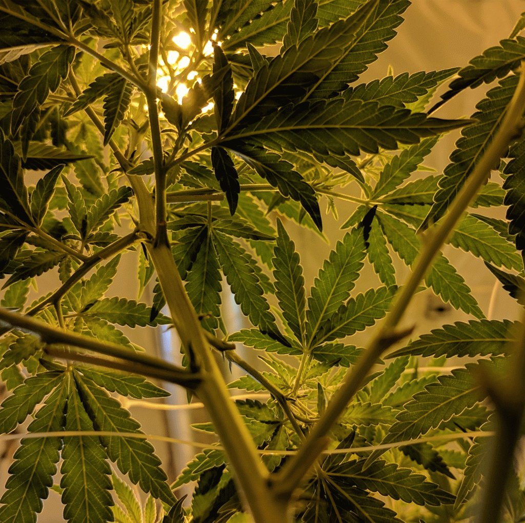 growyourfour's tweet photo. Cannabis is a light loving plant but excess heat can degrade the morphology and quality of the buds. Professional indoor Cannabis growers thread a fine line between providing adequate light intensity without over heating their plants. #growyourfour https://t.co/M5rU1ci48g