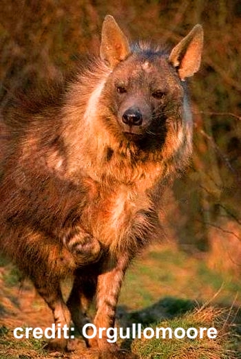 am_anatiala's tweet image. FIRST UP: the #TeamCatsish Brown Hyena (seed 3) vs. the #TinyTerror Raccoon Dog (seed 3, &amp;amp; incidentally #TeamDog) #2020MMM