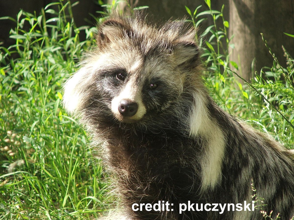 am_anatiala's tweet image. FIRST UP: the #TeamCatsish Brown Hyena (seed 3) vs. the #TinyTerror Raccoon Dog (seed 3, &amp;amp; incidentally #TeamDog) #2020MMM