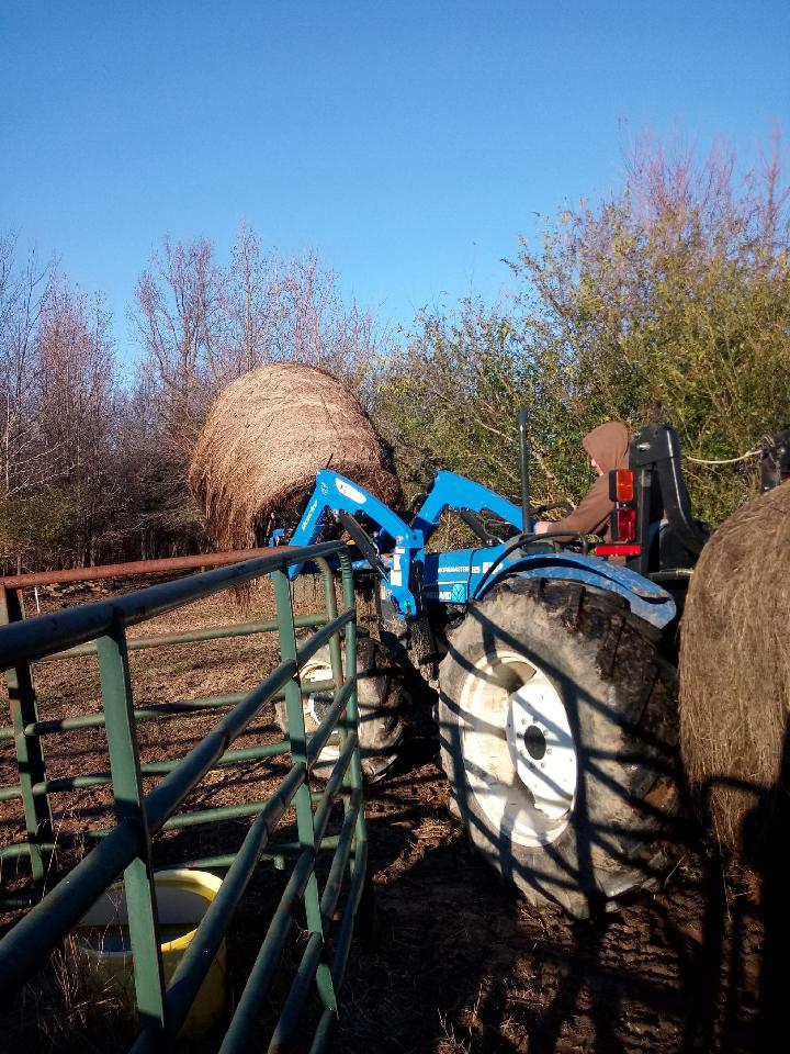 SAE Spotlight: Aaron Graves works in his beef production SAE feeding his cattle. Send us pictures of you working with your SAE.