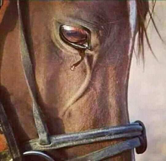 AAAlyamani1's tweet photo. الحمار يبقى حمار ولو قتل خيل يمنيه اصيله https://t.co/0MIEQGPoT1