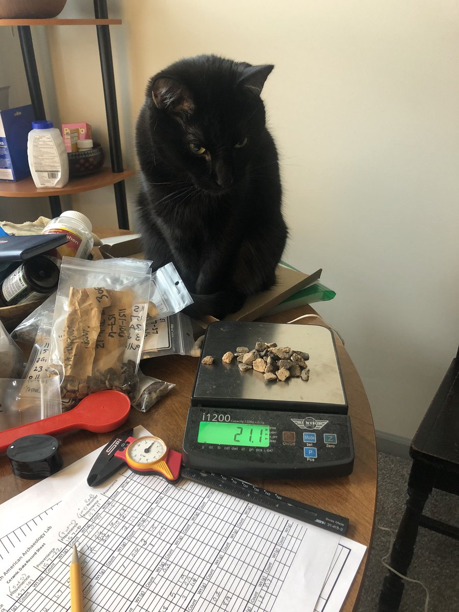 RMBarzilai's tweet photo. My co-worker seems to think these tiny sherds are kibble... I can see the visual comparison, but must still bop on the nose regardless. #quarantinecats #workingfromhome #archaeology https://t.co/aT4AWSAfTS