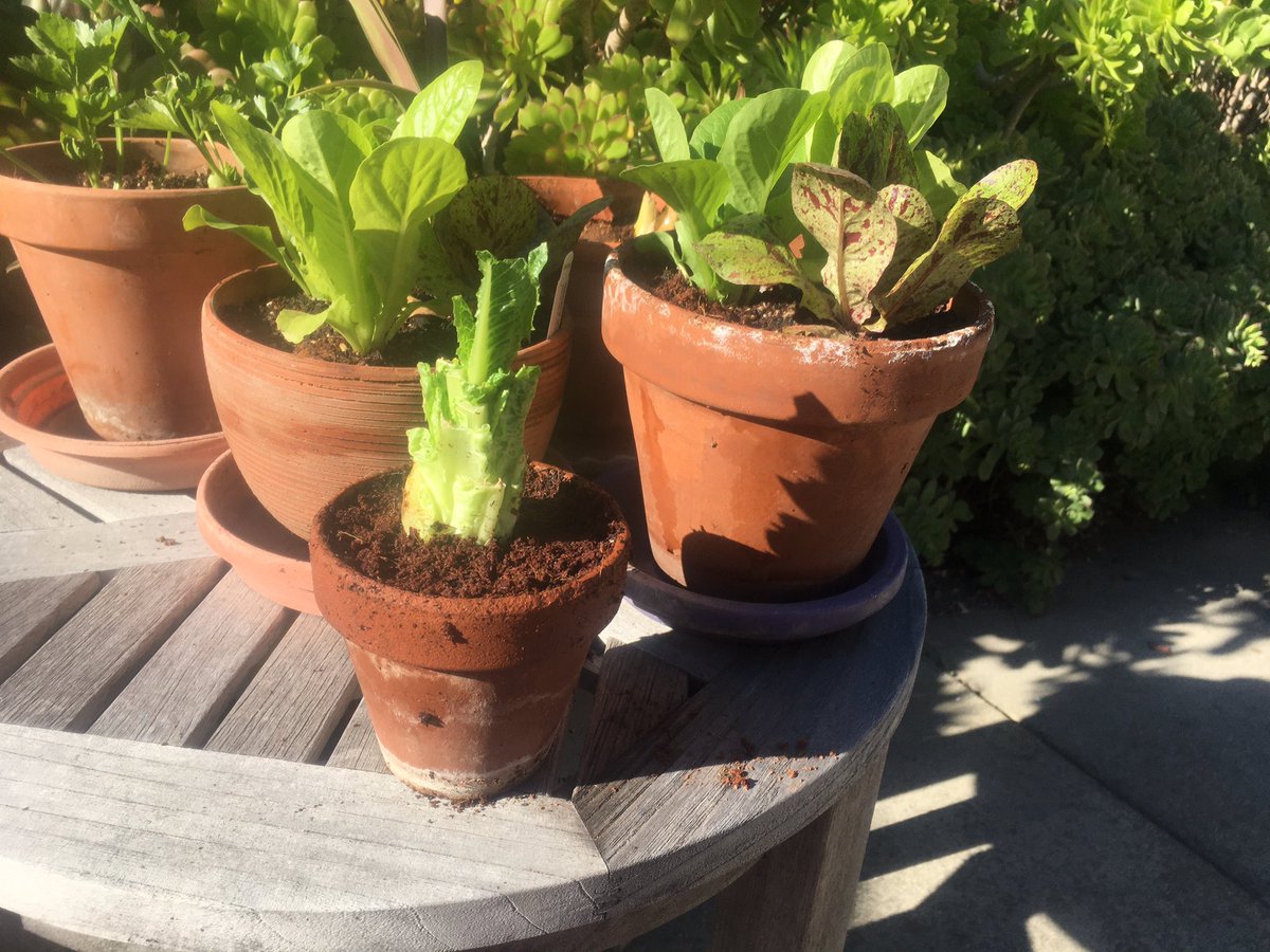 The 5-day-soak romaine, neat, in dirt now. I use a mix of black gold + condensed coconut coir growing medium. Rocks at the bottom for drainage.