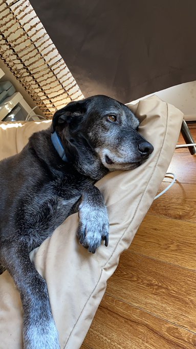 Boy my new co-worker sure is lazy. 😄 https://t.co/ecZqiGilGM