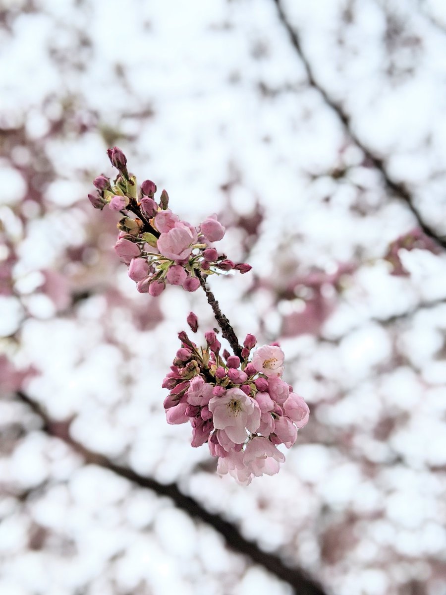 Cold and cloudy today, but the flowers don't seem to mind. #CherryBlossoms  #CherryBlossomDaily  #cherryblossom