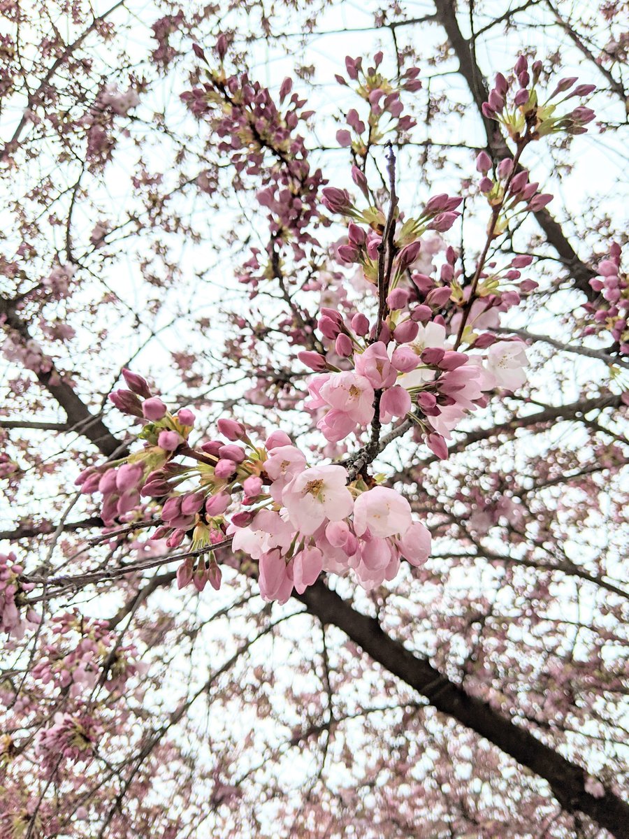 Cold and cloudy today, but the flowers don't seem to mind. #CherryBlossoms  #CherryBlossomDaily  #cherryblossom
