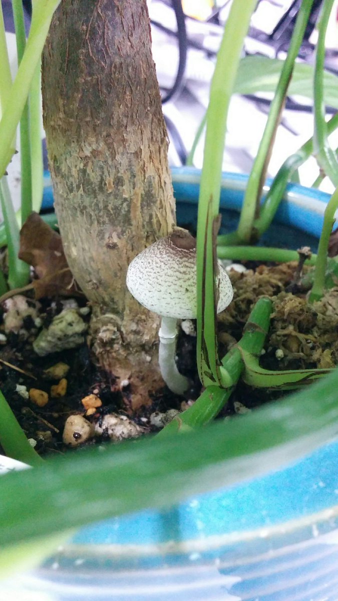 植木鉢のきのこ コガネキヌカラカサタケ Togetter 植木鉢のきのこ コガネキヌカラカサタケ Togetter