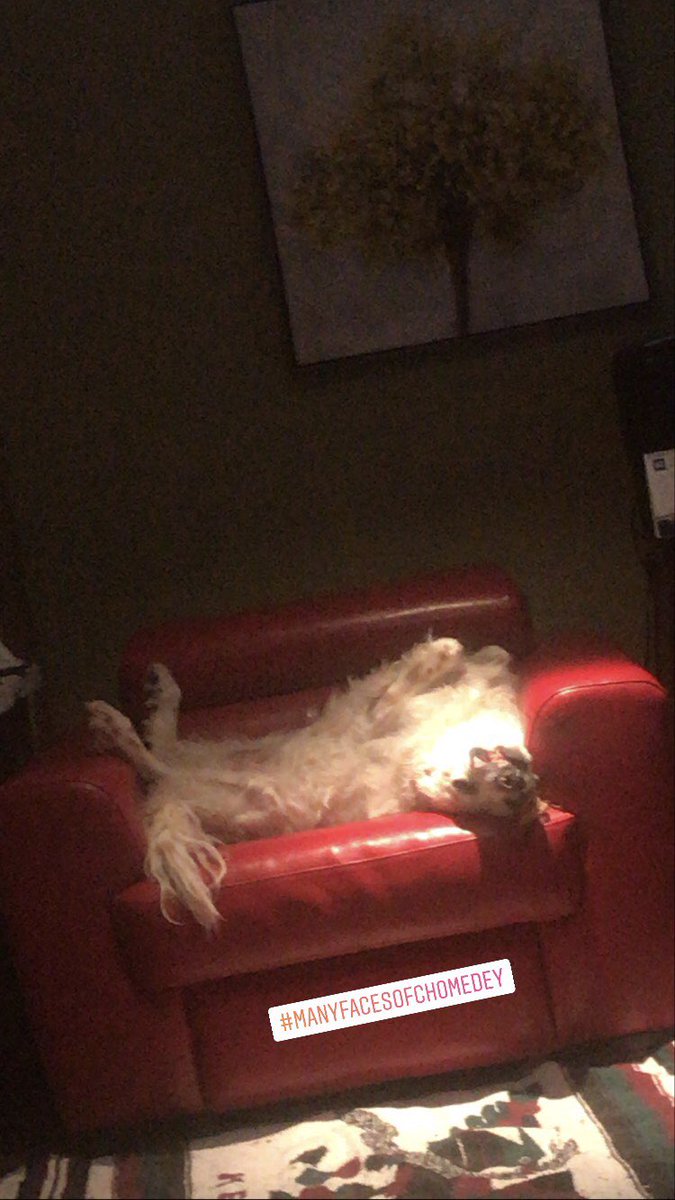 RunDiverCar1888's tweet photo. I just wanna squash him

#manyfacesofchomedey #hischair #SetterSleepingStyle #theDogisBroken https://t.co/gEQ0Z9epKs